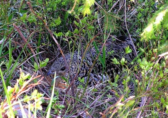 sliepka hlucháňa na hniezde