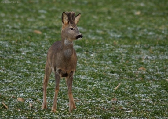 srnec na ozimine