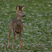srnec na ozimine