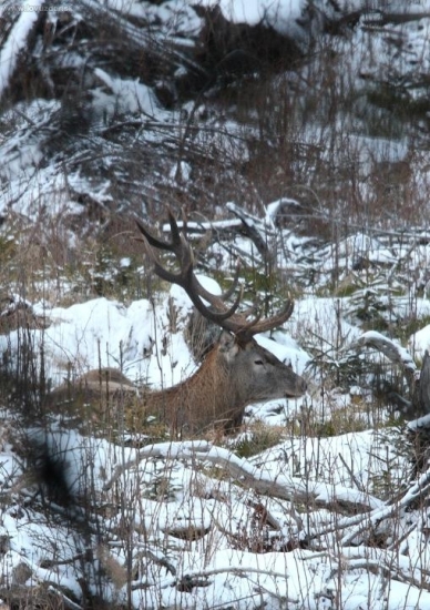 královský odpočinok