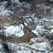 královský odpočinok