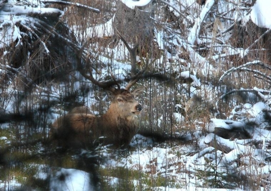 jeleň na ležovisku