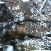 jeleň na ležovisku