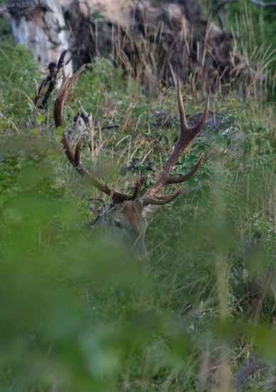 letná-parohy v malinčí