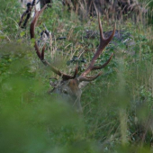 letná-parohy v malinčí