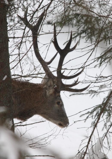 potichu lesom kráčal