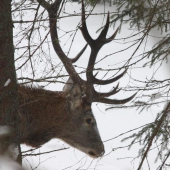 potichu lesom kráčal