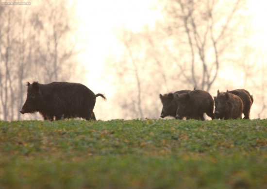 keď  vychádzalo slnko