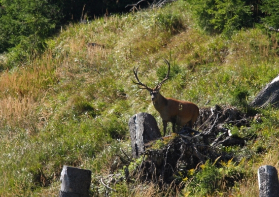 hladajúci