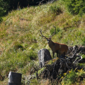hladajúci