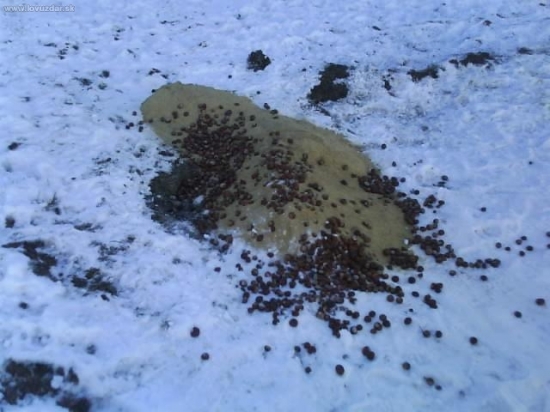 Dnesne prikrmovanie - Gergelovka