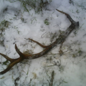 Aj v novembri sa pošťastí...   :D :D