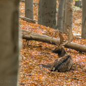 Unavený októbrovým slnkom.