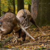 Keď ide o všetko....