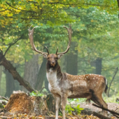 Keď si ma číta ...