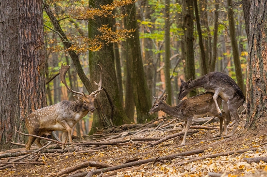 Ale, čo to,... dievčence!