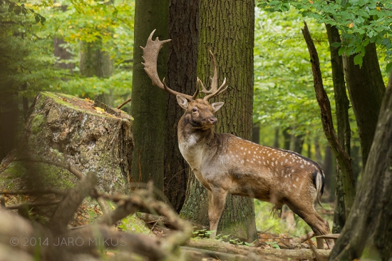 Na okraji rujoviska.