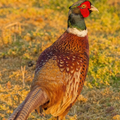 Keď poľovný je zlatý...