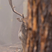 Čakanie.