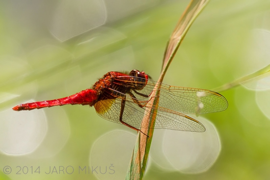 V slnečnom kúpeli.