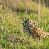 Išla si oči vyočiť...