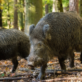 Rujný diviak... z očí do očí...