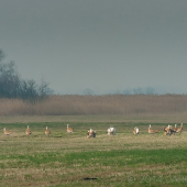 Tok dropov fúzatých.