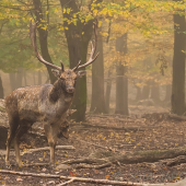 Strážca rujoviska.