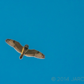 Myšiarka močiarna...