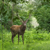 Mladík z lužného lesa...
