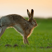 Prebudený zajac...