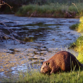 Spomienka na jeden augustový podvečer s Rachel...