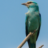 Jedna z posledných na Slovensku.