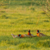V jeden jarný podvečer...