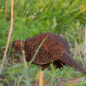 Plachá tenebrozka...