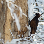 Tesár - samička....