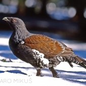 Na obchôdzke revíru...