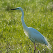 Beluša v svadobnom...