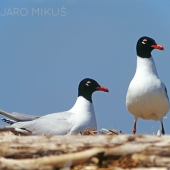 Čajka čiernohlavá...