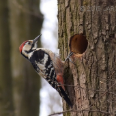 Ďateľ bielochrbtý...