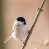 Sýkorka lesklohlavá...