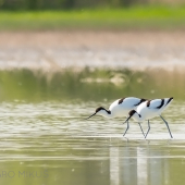 Šabliarky modronohé...