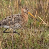 Brehár čiernochvostý, samička v daždi...