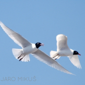 Čajka čiernohlavá...