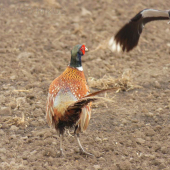 Susedské stretnutie...