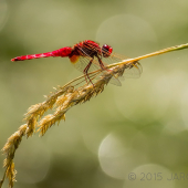Crocothemis erythraea...