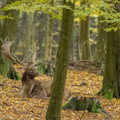 Podvečerná siesta...