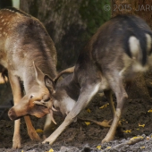 Príprava do života...