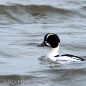 Hybrid potápač malý (Mergus albellus) x hlaholka severská (Bucephala clangula)