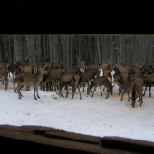 Muránska planina 2006